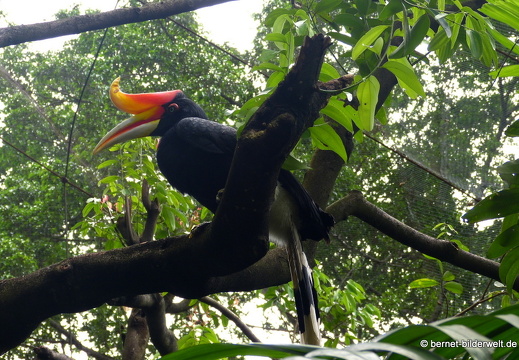 17-01-04-kl-birdpark-207