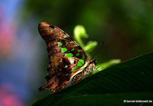 17-01-06-kl-butterflypark-009
