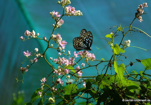17-01-06-kl-butterflypark-050