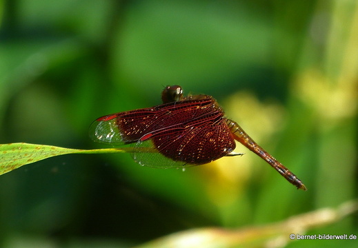 17-01-06-kl-butterflypark-084