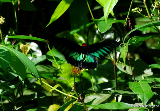 17-01-06-kl-butterflypark-096