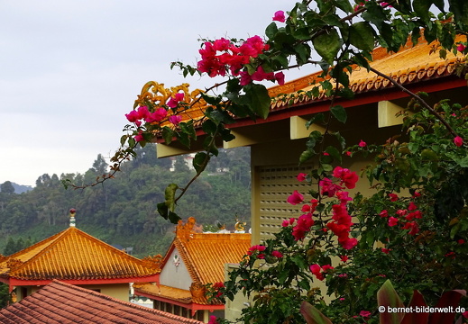 17-01-11-brinchang-morgenspaziergang-sam poh tempel-054