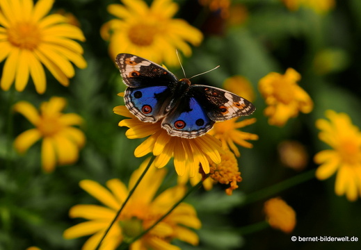 17-01-12-brinchang-butterflyfarm-049