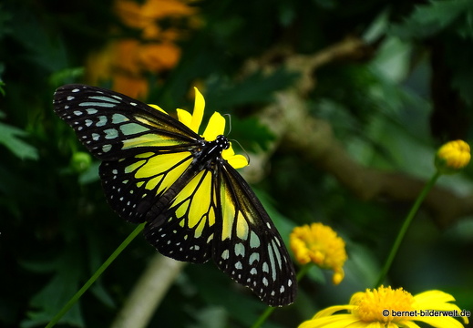17-01-12-brinchang-butterflyfarm-079