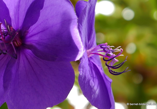 17-01-12-brinchang-butterflyfarm-105