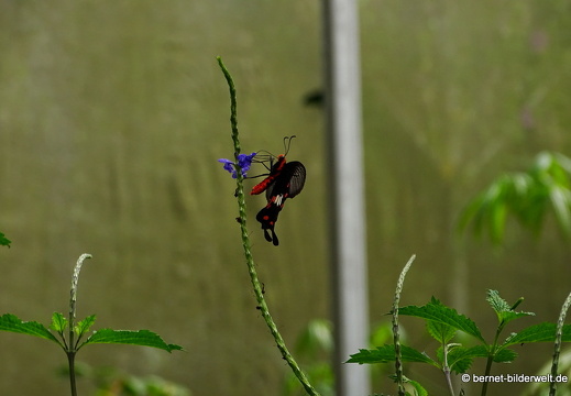 17-01-12-brinchang-butterflyfarm-116