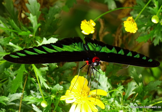 17-01-12-brinchang-butterflyfarm-126