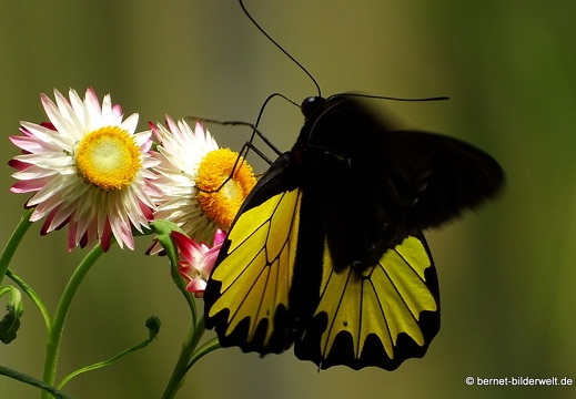 17-01-12-brinchang-butterflyfarm-139