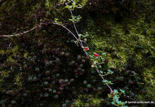 17-01-14-cameron highlands-mossy forrest-039
