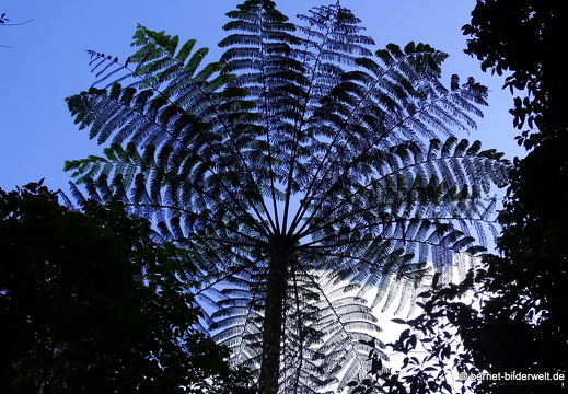 17-01-14-cameron highlands-mossy forrest-068