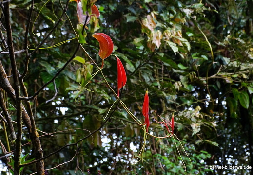 17-01-14-cameron highlands-mossy forrest-085