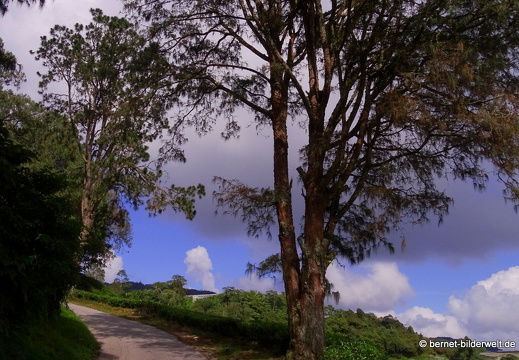 17-01-14-cameron highlands-teeplantage-024