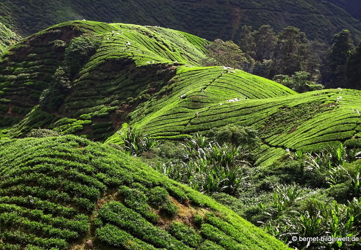 17-01-14-cameron highlands-teeplantage-032
