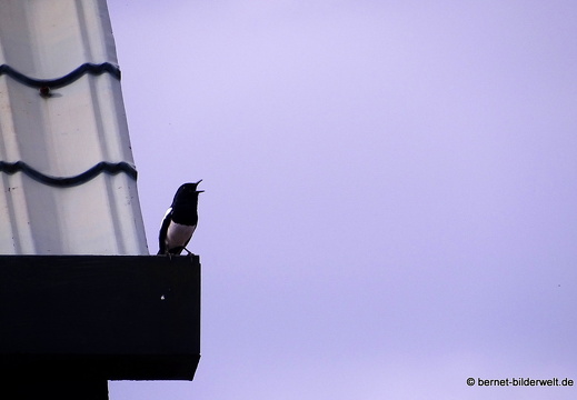 17-01-15-brinchang-014