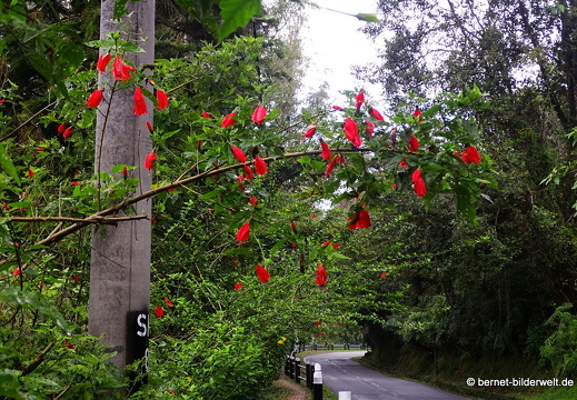 17-01-15-brinchang-wisdom park-028