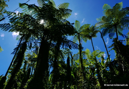 17-01-15-brinchang-wisdom park-079