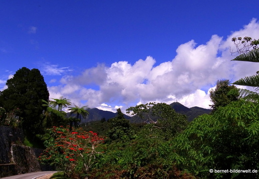 17-01-15-brinchang-wisdom park-143