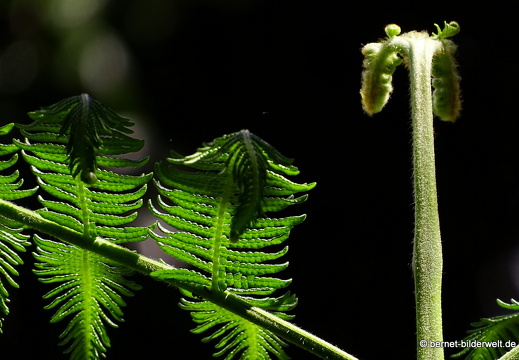 17-01-15-brinchang-wisdom park-165