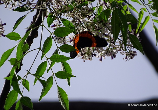 17-01-20-ipoh-gunung rapat-028