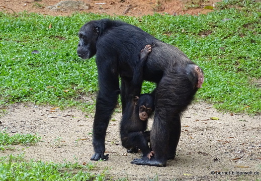 17-01-26-taiping-zoo-031