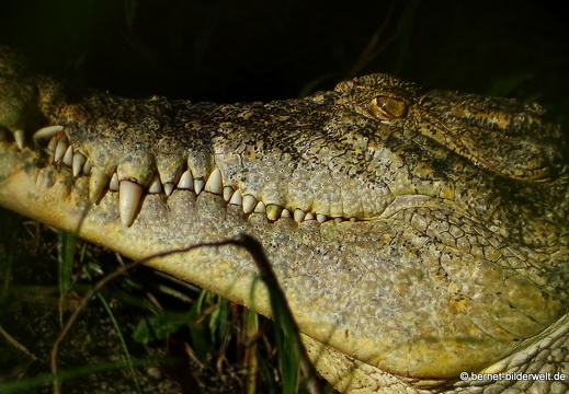 17-01-26-taiping-zoo-042