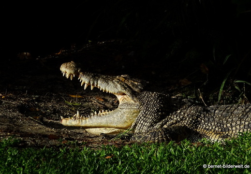 17-01-26-taiping-zoo-045