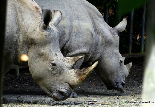 17-01-26-taiping-zoo-101
