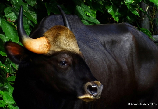 17-01-26-taiping-zoo-089
