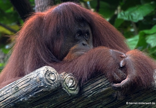 17-01-26-taiping-zoo-181