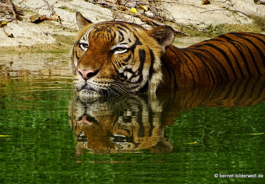 17-01-26-taiping-zoo-105