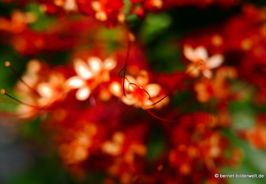 17-01-26-taiping-zoo-109