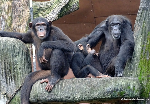 17-01-26-taiping-zoo-195