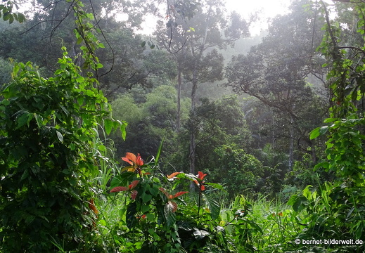 17-02-01-kulim-sonnenaufgang-068