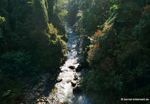 17-02-04-sungai sedim-tree top walk-022