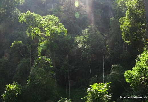 17-02-04-sungai sedim-tree top walk-127