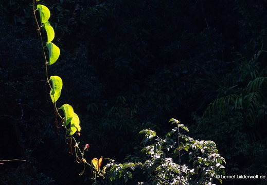17-02-04-sungai sedim-tree top walk-133