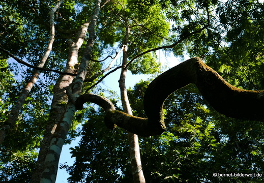 17-02-04-sungai sedim-tree top walk-178