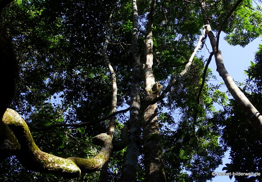 17-02-04-sungai sedim-tree top walk-176