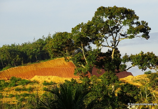 17-02-06-kulim-wald-001