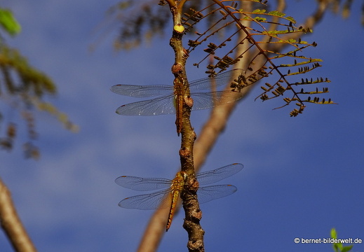 16-12-21-melaka-bukit cina-libelle-003