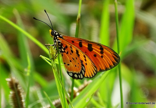 16-12-23-melaka-gardencity-002