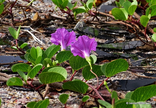 16-12-23-melaka-gardencity-004