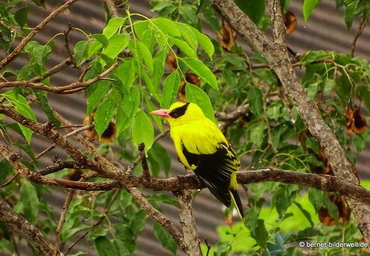 16-12-24-melaka-wohnung-schwarznackenpirol-004