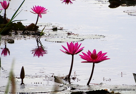 16-12-29-melaka-rote seerose-119