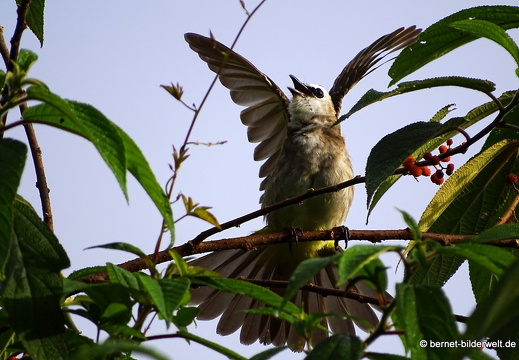 17-01-11-brinchang-morgenspaziergang-092