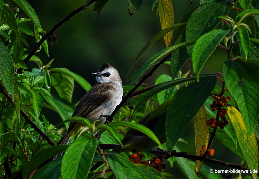17-01-11-brinchang-morgenspaziergang-089