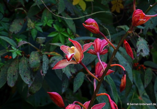 17-01-11-brinchang-morgenspaziergang-sam poh tempel-055