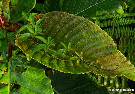 17-01-13-brinchang-ri golfplatz-018