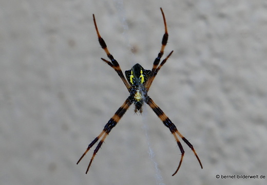 17-01-14-brinchang-sam poh tempel-054