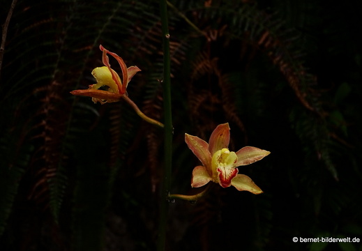 17-01-14-brinchang-sam poh tempel-010